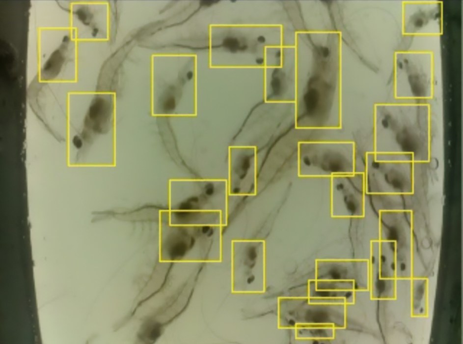 Real camera view from a Sincere Aqua counter: each shrimp detected and boxed by the AI, even when overlapping